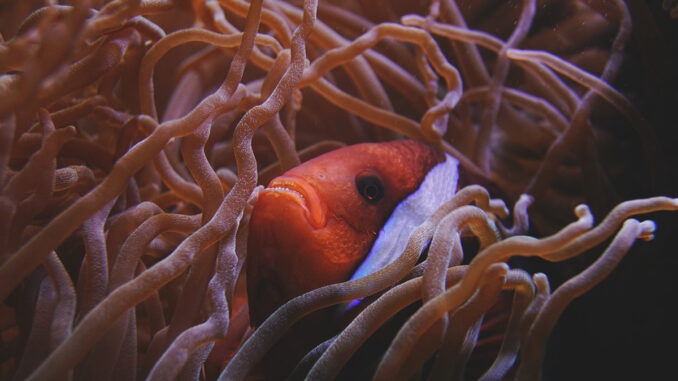 coral-reef