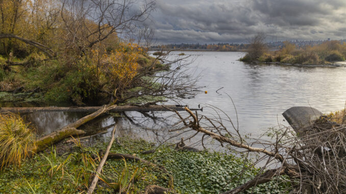 Yesler Swamp, Union Bay Natural Area, Seattle, Washington, US